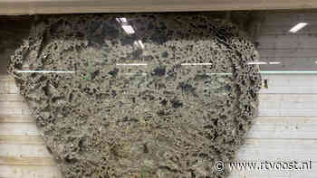 Ongediertebestrijders hoeven wespennesten Enschedees bedrijf niet weg te halen: "Wespen geven geen problemen" - RTV Oost