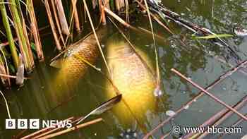 Hull: Water pumps used after spate of Queens Gardens fish deaths - BBC
