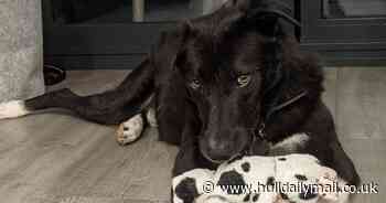 Hull dog who loves 'butt scratches' returned to kennels just 14 months after finding new home - Hull Live