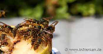 "Kann zu Wespenplage kommen": Expertin mit konkreter Einschätzung