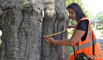 Baumkontrolleure im Einsatz: Wie geht es den Bäumen im Bonner Stadtgebiet? - General-Anzeiger Bonn