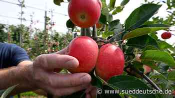 Agrar - Bonn - Apfelernte beginnt früher als sonst - Wirtschaft - SZ.de - Süddeutsche Zeitung - SZ.de