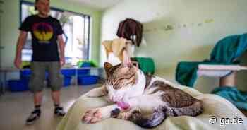 Bonn: Tierheim nimmt derzeit keine Katzen auf​ - Aufnahmestopp - General-Anzeiger Bonn