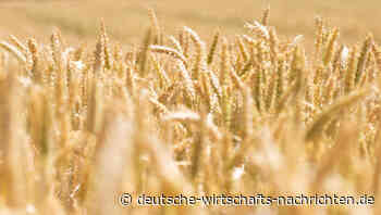 Türkei vermeldet: Getreide-Deal zwischen Ukraine und Russland steht