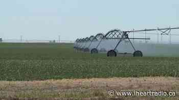 Farmers' mental health a top priority for Lethbridge County after severe weather events - iHeartRadio.ca