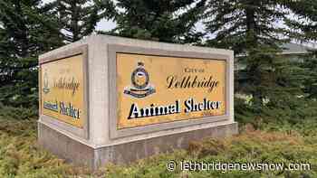 Lethbridge dog owner charged after two youths bitten - Lethbridge News Now