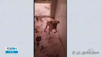 Cães abandonados são resgatados em Nossa Senhora do Socorro - Globo