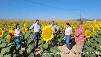 Sonnenblumen boomen in Murcia: Bauern rechnen mit reicher Getreideernte