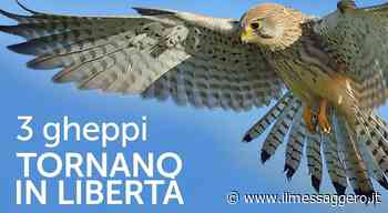 Foligno, tre esemplari di gheppio tornano liberi grazie alla Lipu. Appuntamento a Colfiorito - ilmessaggero.it