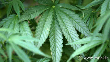 Drogen in Eberswalde: Cannabis-Plantage in Wohnung einer Frau entdeckt - Märkische Onlinezeitung