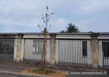 "Diamo acqua agli alberi di Gallarate". Sabato la mobilitazione "dal basso" - varesenews.it