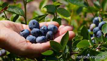 Modena, raccoglie frutta senza permesso nel parco: scattano maxi multa e sequestro della merce - Virgilio Notizie