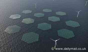 Rafts of solar panels that glide over waves 'like a carpet' to be constructed in the North Sea