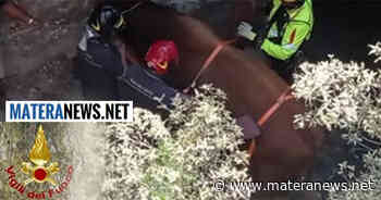 Matera: toro cade in una gola a 10 metri di profondità! L'intervento dei Vigili del Fuoco - Matera News