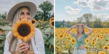 6 Sunflower Farms Around Ottawa Where You Can Wander Through Golden Fields Of Sunshine - Narcity Canada