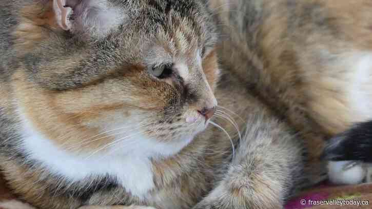 The overpopulation of cats in Chilliwack; the need to spay, neuter, and ID cats