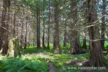 Former Trail family gifts beloved wetland to nature conservancy - Nelson Star
