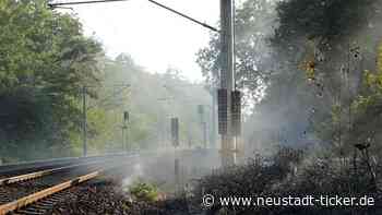 Waldbodenbrand in der Dresdner Heide - Neustadt-Geflüster