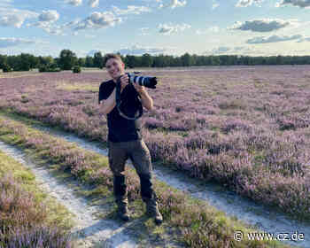Wann und wo blüht die Heide? Deutschlands einziges Blütenbarometer - Cellesche Zeitung
