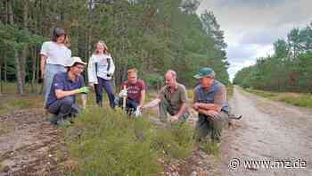 Engagement in der Dübener Heide: Junge Engländer aktiv fürs Heidekraut - trotz Brexit funktioniert Austausch - Mitteldeutsche Zeitung