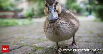Missstände bei Haltung: Ohne Futter und Wasser: 45 Tauben in zu engen Käfigen gefunden - Kleine Zeitung