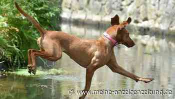 Hund mit Stein in der Donau ertränkt