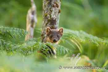 Endangered pine martens could be reintroduced to south-west England - Ealing Times