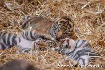London Zoo visitors get first glimpse of endangered Sumatran tiger cubs - Ealing Times