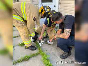 Firefighters to the rescue of cat on a hot black roof in Vanier