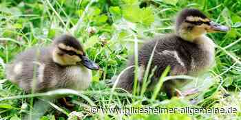 Hingucker: Süße Entenküken auf Erkundungstour in Hildesheim - www.hildesheimer-allgemeine.de