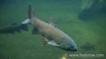 Wisconsin fish dealer convicted, selling invasive carp - FOX 6 Milwaukee