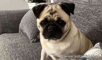 Appeal to trace missing dog in Basildon - Yellow Advertiser