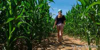 Rätselspaß für die Familie im Maislabyrinth in Mechernich-Obergartzem - Kölner Stadt-Anzeiger