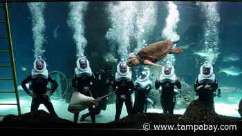 Florida Aquarium wants to make big splash in social, environmental justice - Tampa Bay Times