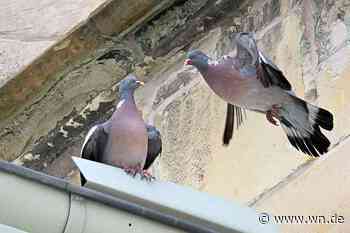 Zahl der Tauben in Münster deutlich gestiegen
