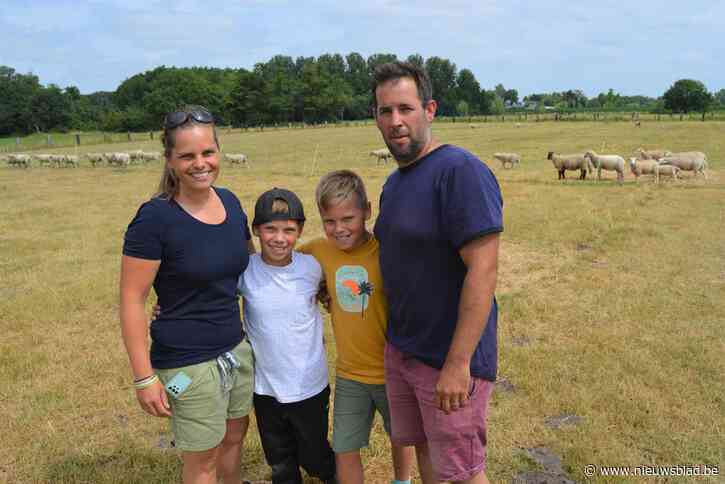 Eerste wolaankoopdag bij schapenhouderij ’t Hallehof samen met Wolfederatie Nederland