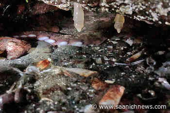 Drastic fluctuations turning B.C. West Coast intertidal zone into ‘murder scene’ - Saanich News