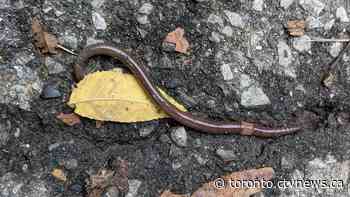 Dozens of invasive jumping worms found in Ontario