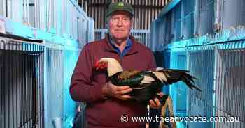 Devonport Poultry Club's show heading to Wynyard Showgrounds - The Advocate