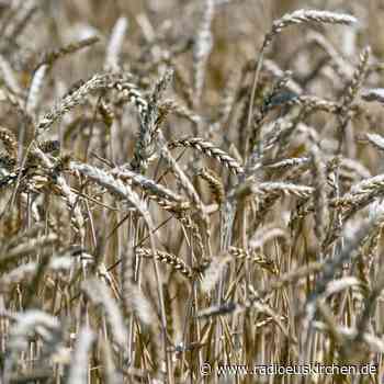 Getreideexport: Gemeinsame Überwachung in Türkei geplant - radioeuskirchen.de