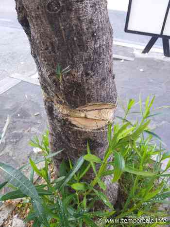 Minturno / "Il nuovo divertimento notturno è tagliare gli alberi...", la denuncia del sindaco Stefanelli | temporeale quotidiano - Temporeale Quotidiano