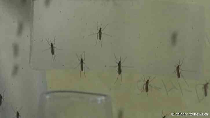 Bad mosquito summer: Expert predicts bloodsuckers will thrive in Calgary
