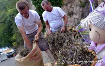 Entre la lavande et la tourte votre cœur balance? On vous donne des pistes pour choisir votre fête ce week-end dans le pays mentonnais