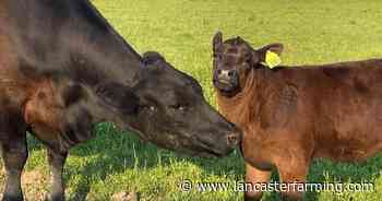 Angus Breeder Honored for Genetic Strategy | Farming News | lancasterfarming.com - Lancaster Farming