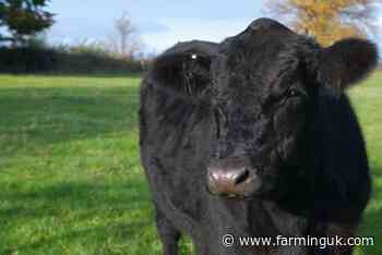 Applications open for Aberdeen-Angus Society young farmer bursary - FarmingUK