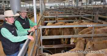 Angus steers top at $2050, 42 Charolais cross cows and calves average $3024 - The Land Newspaper