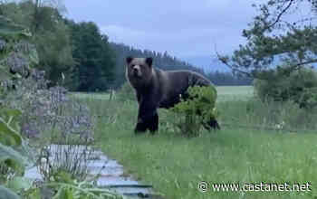 Grizzly bear up close and on camera in rural Armstrong - Vernon News - Castanet.net
