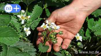 Erdbeeren selber pflücken: Nahe Oschatz gibt es dazu bald Gelegenheit. - Leipziger Volkszeitung