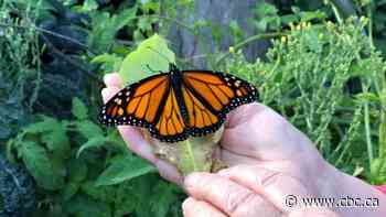 Which endangered species should we save? Humans face tough choices about what lives — and what dies