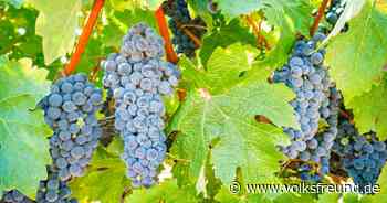 Cabernet Sauvignon: Aus gutem Grund einer der größten Weine - Trierischer Volksfreund